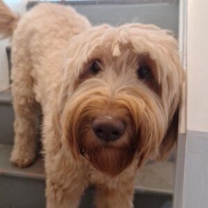 CeCe is going Live! Please like this listing to be notified!!